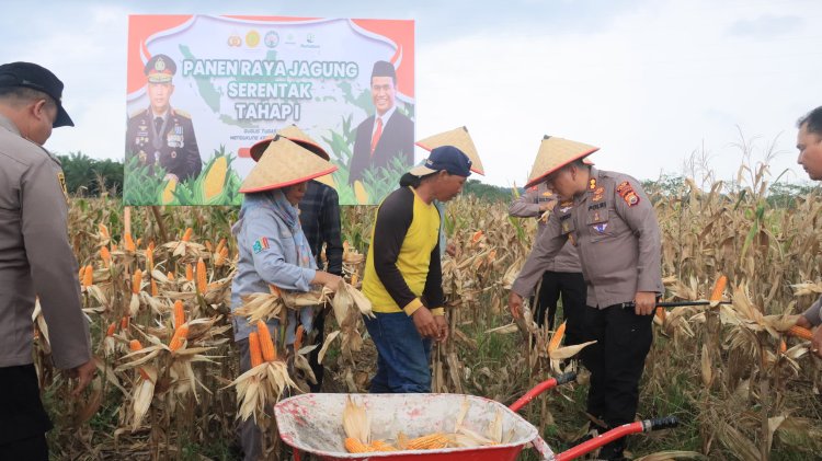 Buah Program Tanam Jagung Serentak, Polres Kaur Hadiri Panen Perdana