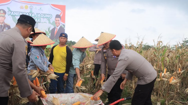 Buah Program Tanam Jagung Serentak, Polres Kaur Hadiri Panen Perdana