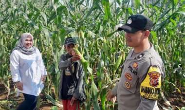 Bhabinkamtibmas Bersama Kades Sambang ke Petani Jagung, Sosialisasikan Program Ketahanan Pangan