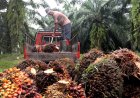 Perkembangan Pertanian Kelapa Sawit di Kalimantan Barat Tahun 2025: Antara Potensi dan Tantangan