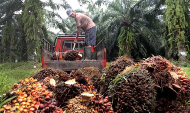 Perkembangan Pertanian Kelapa Sawit di Kalimantan Barat Tahun 2025: Antara Potensi dan Tantangan