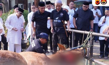 Polda Jabar Sumbangkan 77 Ekor Sapi dan 35 Ekor Kambing Untuk Qurban