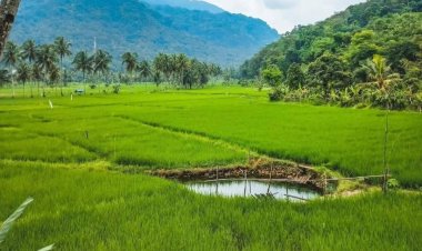 15 Menit dari Warkop Digital Santai Aja Sumedang: Kolam Air Panas di Tengah Sawah, Cipanas Ciledre Desa Cibubuan
