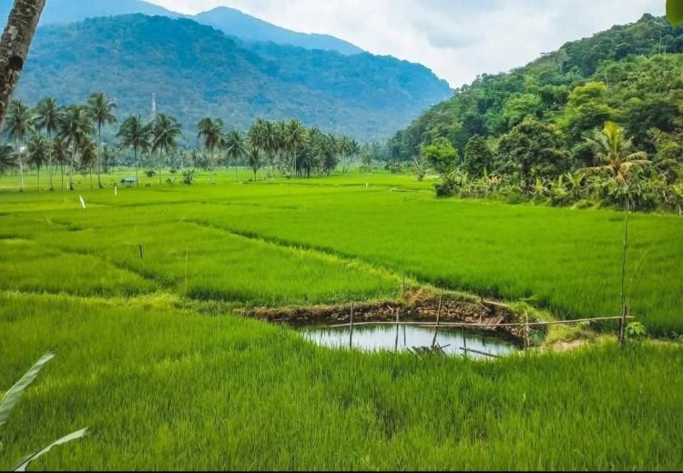 15 Menit dari Warkop Digital Santai Aja Sumedang: Kolam Air Panas di Tengah Sawah, Cipanas Ciledre Desa Cibubuan