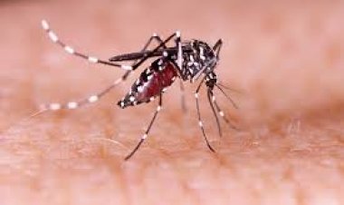 Lonjakan Kasus Chikungunya di Bogor, Dinkes Imbau Warga Tingkatkan Kewaspadaan