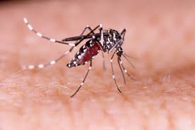 Lonjakan Kasus Chikungunya di Bogor, Dinkes Imbau Warga Tingkatkan Kewaspadaan