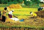 Harga Pangan Sepekan: Cabai, Beras, dan Bawang Kompak Turun di Pasar Nasional