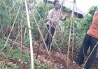 Dukung Ketahanan Pangan, Bhabinkamtibmas Hadiri Panen  Sayuran