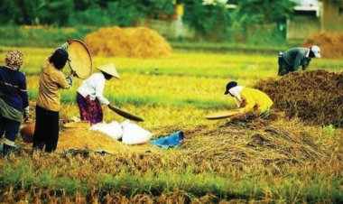 Harga Pangan Sepekan: Cabai, Beras, dan Bawang Kompak Turun di Pasar Nasional