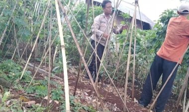 Dukung Ketahanan Pangan, Bhabinkamtibmas Hadiri Panen  Sayuran