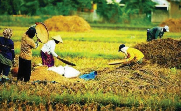 Harga Pangan Sepekan: Cabai, Beras, dan Bawang Kompak Turun di Pasar Nasional