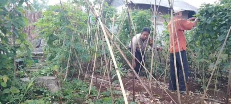 Dukung Ketahanan Pangan, Bhabinkamtibmas Hadiri Panen  Sayuran