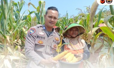 Bhabinkamtibmas Desa Mundu Pesisir,Pantau Lahan  Tanam Jagung Polres Cirebon Kota Jagung