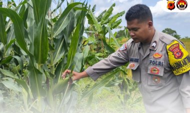 Bhabinkamtibmas Kontrol Tanaman Jagung Hibrida Guna Dukung Program Ketahanan Pangan