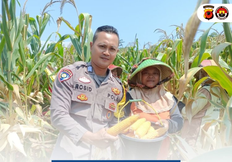 Bhabinkamtibmas Desa Mundu Pesisir,Pantau Lahan  Tanam Jagung Polres Cirebon Kota Jagung