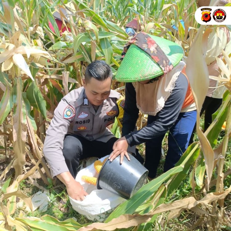 Bhabinkamtibmas Desa Mundu Pesisir,Pantau Lahan  Tanam Jagung Polres Cirebon Kota Jagung