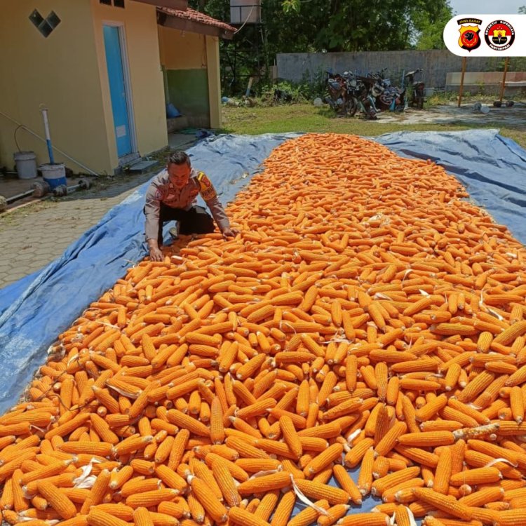 Bhabinkamtibmas Desa Mundu Pesisir,Pantau Lahan  Tanam Jagung Polres Cirebon Kota Jagung