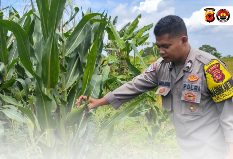 Bhabinkamtibmas Kontrol Tanaman Jagung Hibrida Guna Dukung Program Ketahanan Pangan