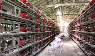 Bertahan Sejak Pandemi, Kandang Puyuh Petelur Agus di Desa Dilem Kian Berkembang