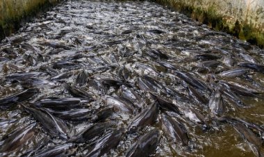 Pemanfaatan Limbah Ayam sebagai Sumber Pakan Alternatif pada Budidaya Ikan Lele