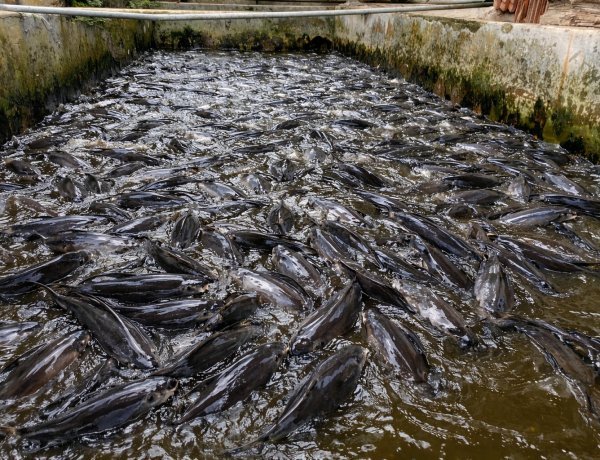 Pemanfaatan Limbah Ayam sebagai Sumber Pakan Alternatif pada Budidaya Ikan Lele