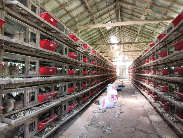 Bertahan Sejak Pandemi, Kandang Puyuh Petelur Agus di Desa Dilem Kian Berkembang