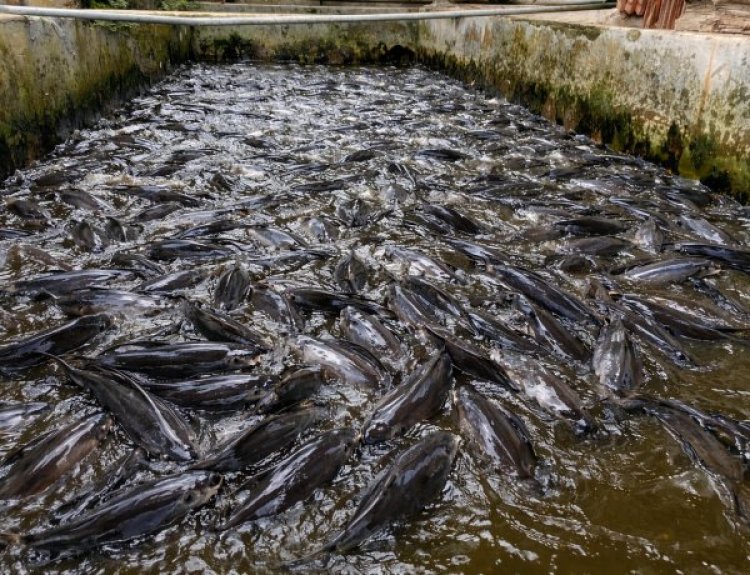 Pemanfaatan Limbah Ayam sebagai Sumber Pakan Alternatif pada Budidaya Ikan Lele