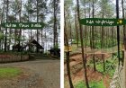 Hutan Pinus Kalilo, Wisata Alam Sejuk di Purworejo