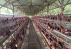 Ternak Ayam Petelur Desa Kedunglo Purworejo Hasilkan Ribuan Butir Setiap Hari
