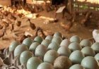 Peternak Bebek Petelur Dorong Ekonomi Desa dan Ketahanan Pangan Lokal