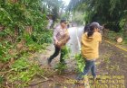Sigap, Kapolsek jampang Tengah Evakuasi Pohon tumbang