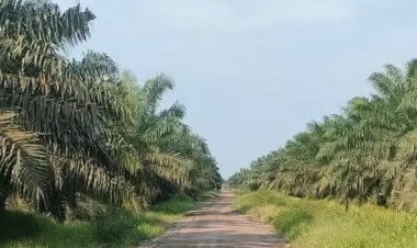 Pemerintah Tertibkan Tambang dan Sawit Ilegal, Denda Tebus Rp2,34 Triliun