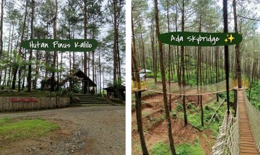 Hutan Pinus Kalilo, Wisata Alam Sejuk di Purworejo