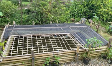 Warkop Digital Purworejo Kembangkan Budidaya Lele, Jadi Ruang Pemberdayaan Ibu-Ibu Desa