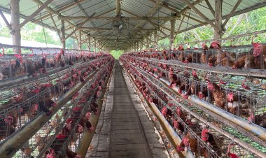 Ternak Ayam Petelur Desa Kedunglo Purworejo Hasilkan Ribuan Butir Setiap Hari