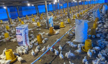 Ternak Ayam Pedaging Desa Dilem Jalani Sistem Kemitraan dengan PT Sido Arum