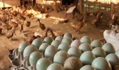 Peternak Bebek Petelur Dorong Ekonomi Desa dan Ketahanan Pangan Lokal