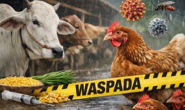 Purworejo Tingkatkan Kewaspadaan Penyakit Hewan di Musim Hujan