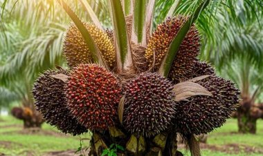 Sawit Menguat, Ekonomi Daerah Bangkit di Kalimantan Tengah