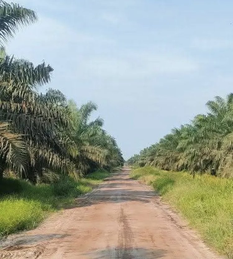 Pemerintah Tertibkan Tambang dan Sawit Ilegal, Denda Tebus Rp2,34 Triliun