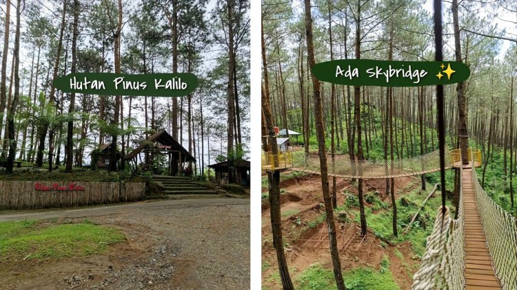Hutan Pinus Kalilo, Wisata Alam Sejuk di Purworejo