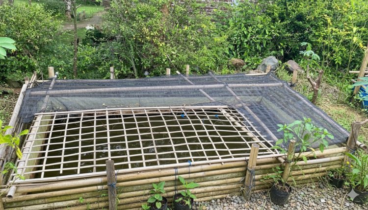 Warkop Digital Purworejo Kembangkan Budidaya Lele, Jadi Ruang Pemberdayaan Ibu-Ibu Desa