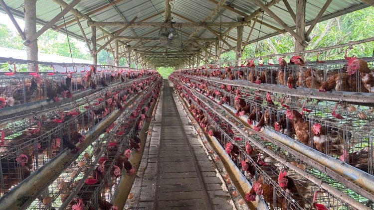 Ternak Ayam Petelur Desa Kedunglo Purworejo Hasilkan Ribuan Butir Setiap Hari