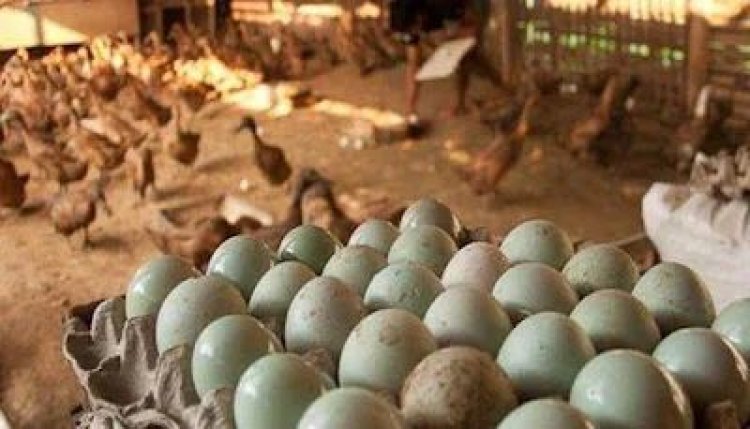 Peternak Bebek Petelur Dorong Ekonomi Desa dan Ketahanan Pangan Lokal