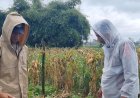 Komitmen Kapolsek Cangkuang Dukung Program Ketahanan Pangan Melalui Swasembada Jagung Hibrida