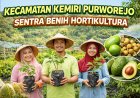 Kemiri Purworejo Jadi Sentra Benih Hortikultura Nasional, Kirim Bibit ke Berbagai Provinsi