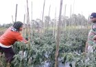 Program Makan Bergizi Gratis (MBG) memberikan dampak nyata bagi petani hortikultura di Kabupaten Manggarai, Nusa Tenggara Timur.