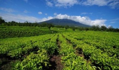 Kopi Indonesia Makin Diminati Pasar Global, Dorong Ekspor dan Kesejahteraan Petani