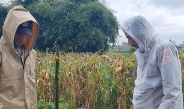 Komitmen Kapolsek Cangkuang Dukung Program Ketahanan Pangan Melalui Swasembada Jagung Hibrida