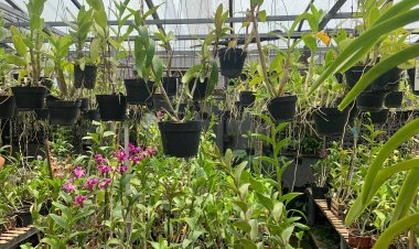 Bunga Anggrek Tumbuh Subur di Desa Losari, Usaha Pak Setiawan Kian Berkembang